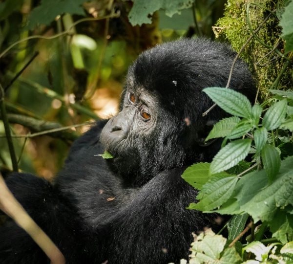 Mountain Gorillas & Chimpanzee Habituation Safari
