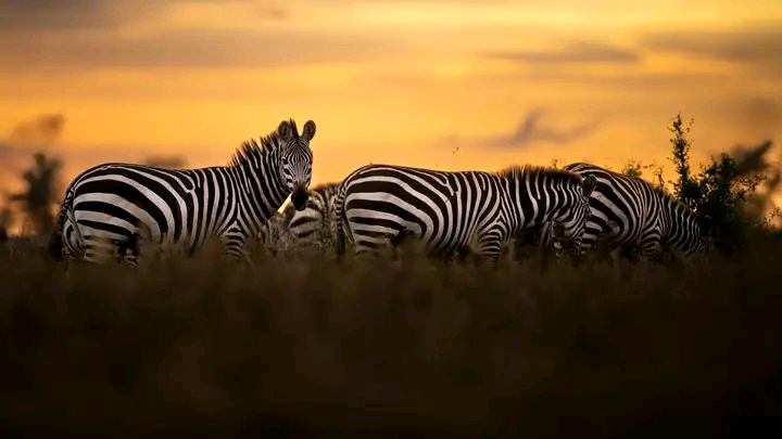 BEST OF WESTERN UGANDA ADVENTURE